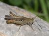 Chorthippus brunneus brunneus